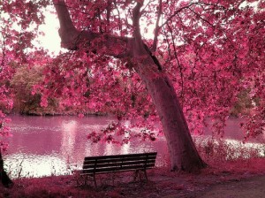 rosado color romantico
